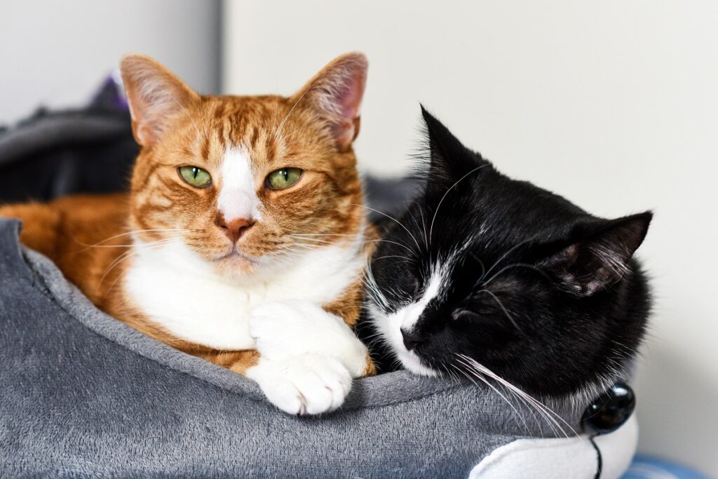 Katzen schlafen in Körbchen Katzen erfolgreich zusammengeführt