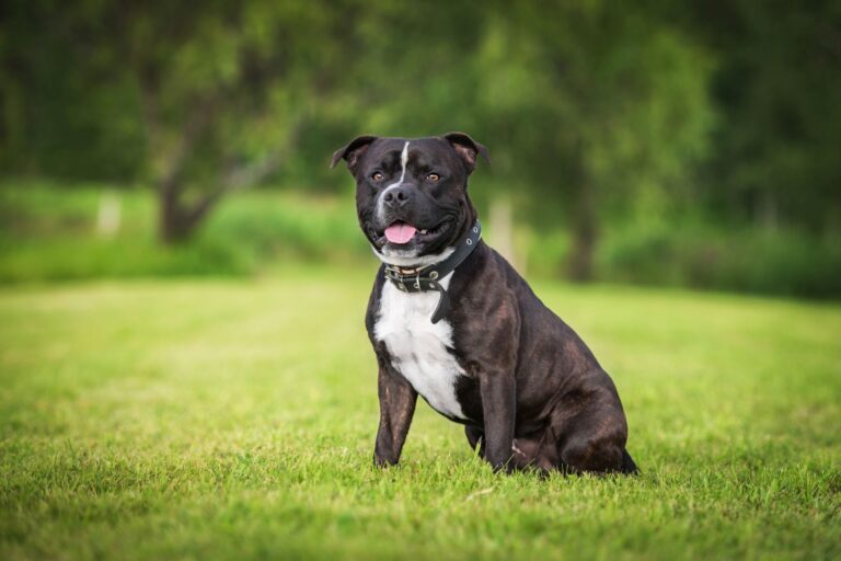 Staffordshire Bullterrier