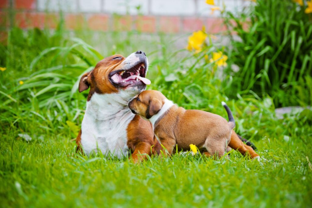 Staffordshire Bullterrier Mutter mit Welpe