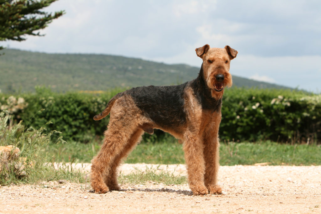 Yourdog Airedale Terrier Erwachsen