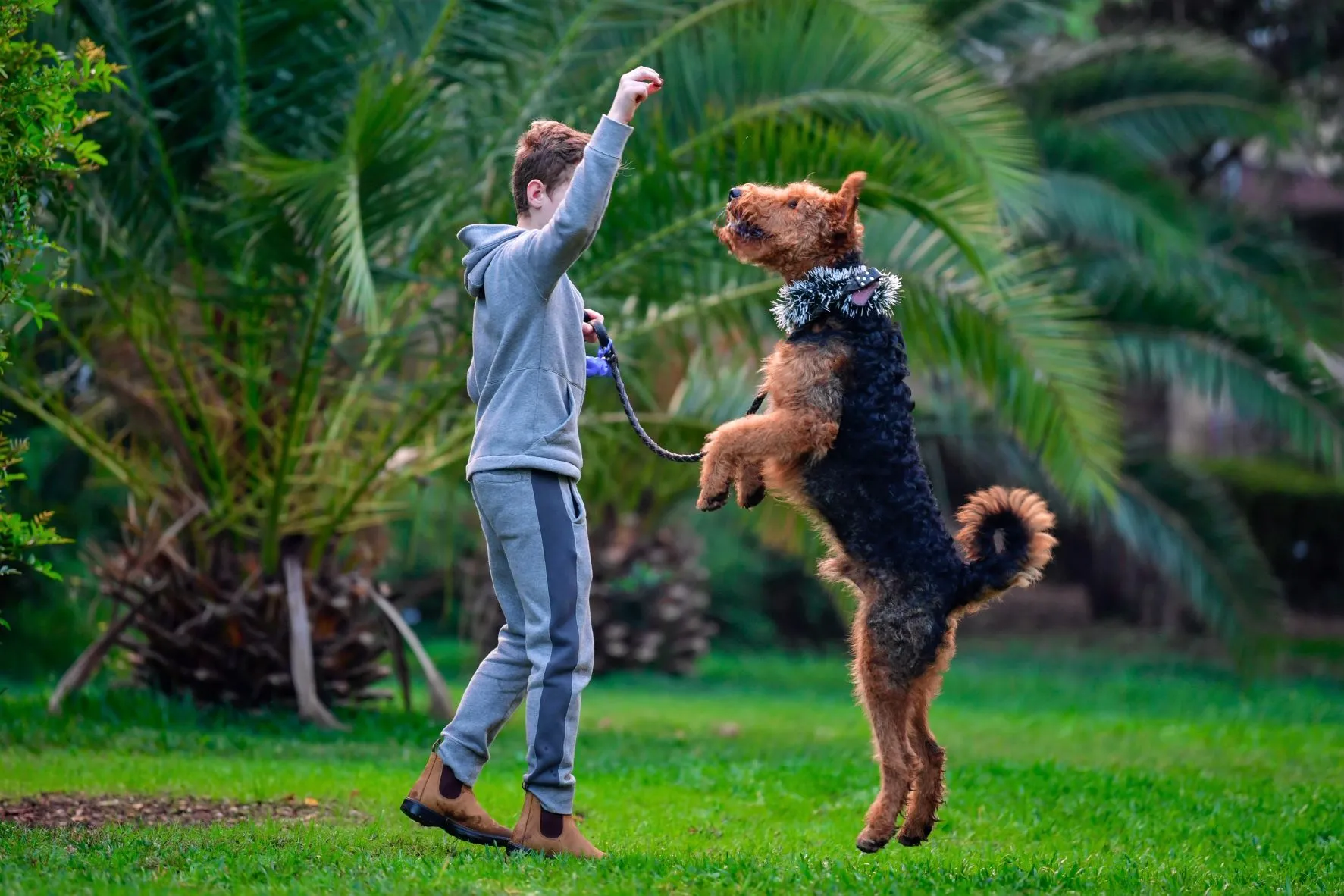 airedale terrier mit kind
