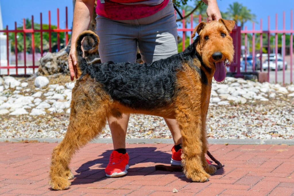 airedale terrier mit mensch