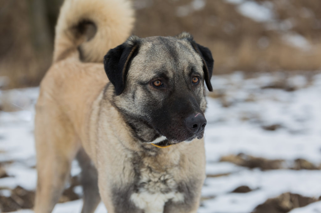 anatolischer hirtenhund portrait