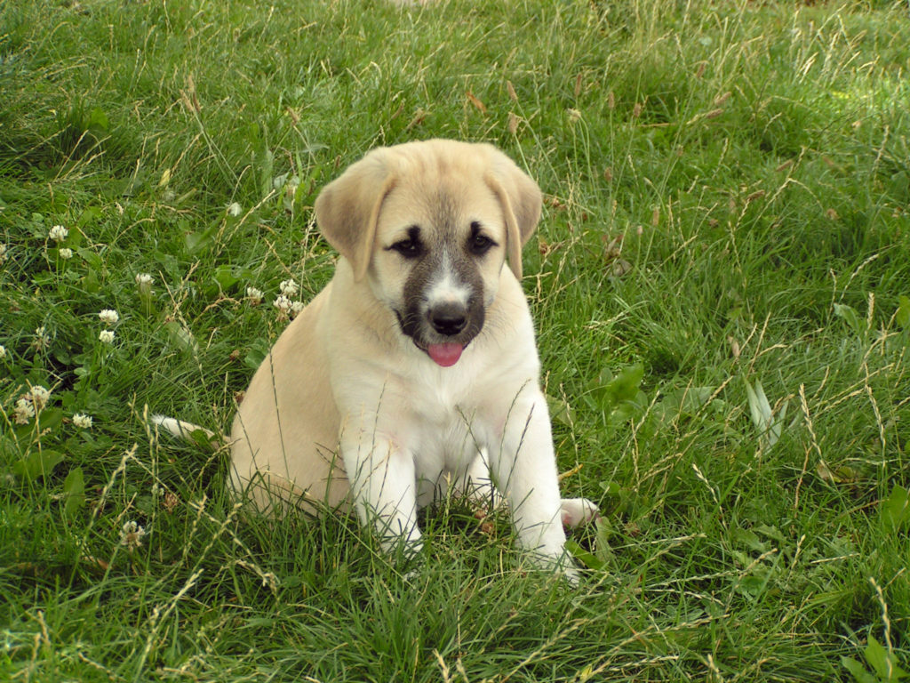 anatolischer hirtenhund welpe