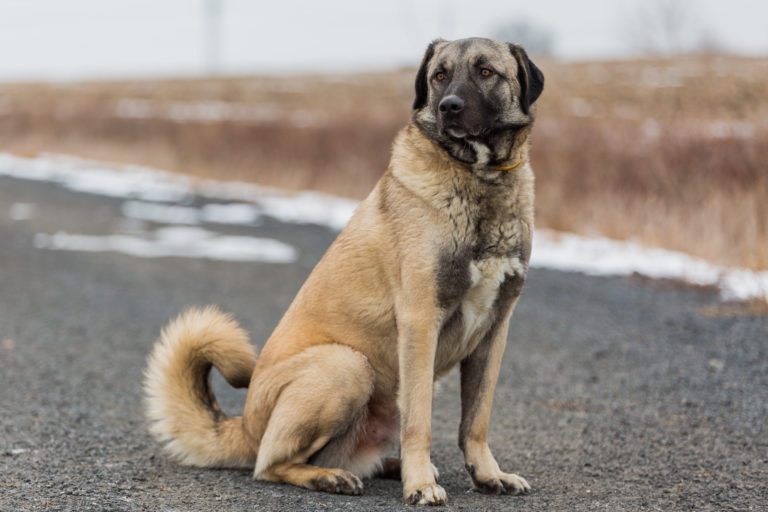 anatolischer hirtenhund