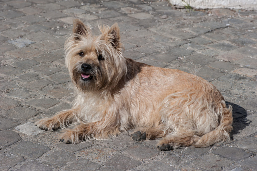 cairn terrier liegt