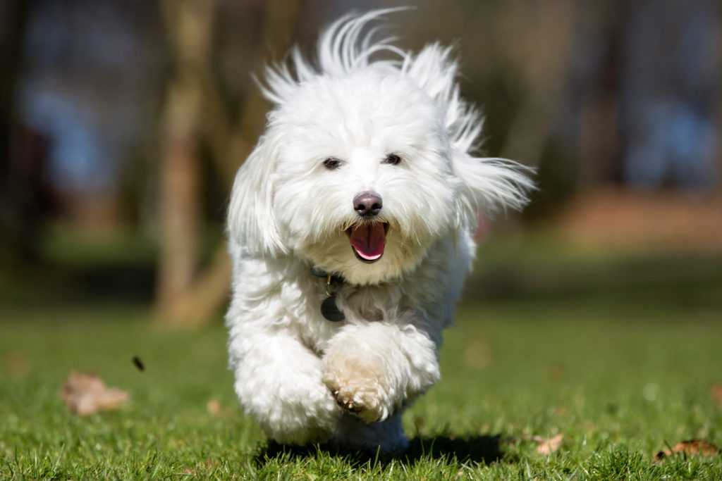 coton de tulear glücklich