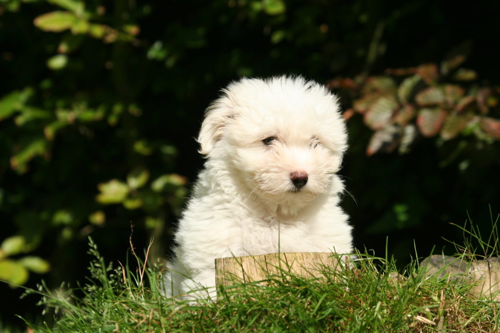 coton de tulear welpe