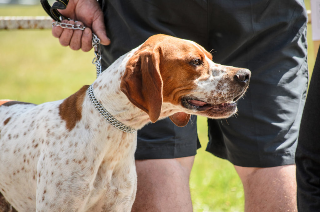 english pointer portrait