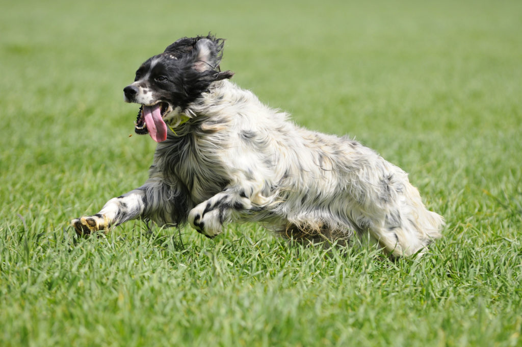 english setter im grass