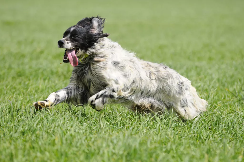 English Setter Bewegung