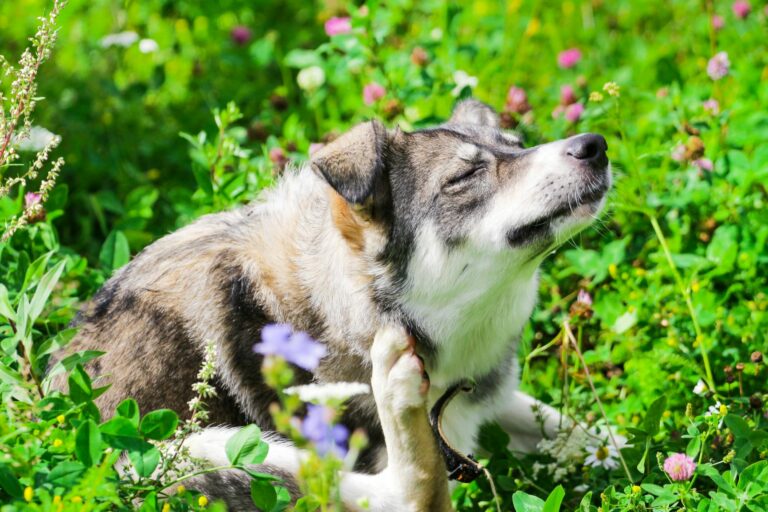 Flöhe beim Hund lösen Juckreiz aus