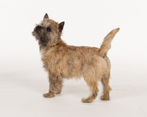 Cairn Terrier: Charakter, Haltung & Pflege zooplus Magazin