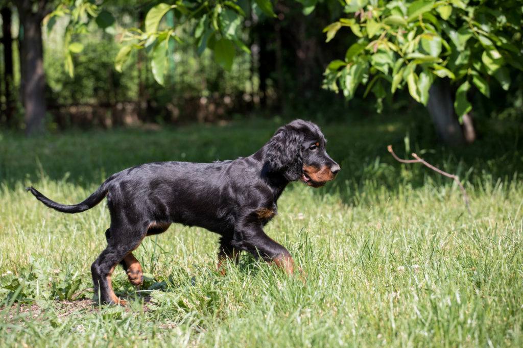 gordon setter welpe