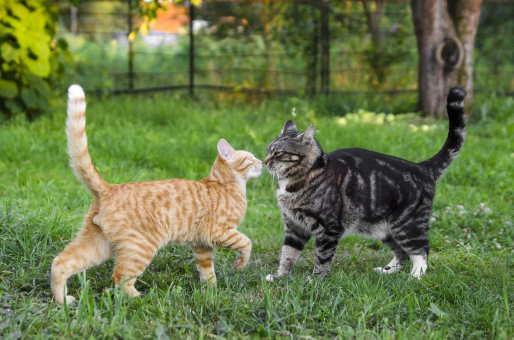 Alte Katze Faucht Und Knurrt Neue Katze An