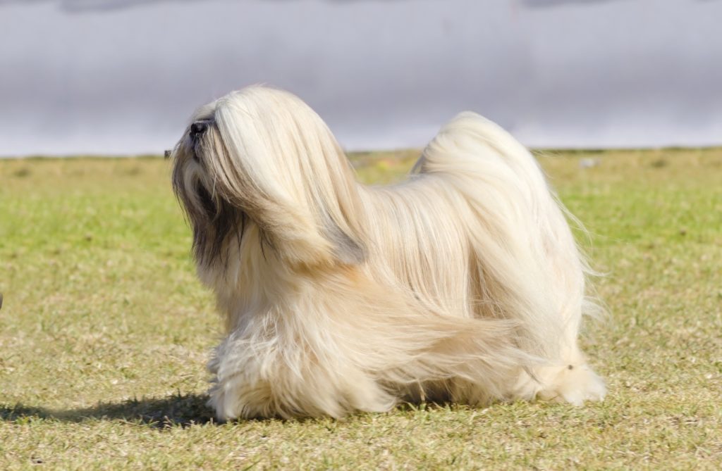 lhasa apso im grass