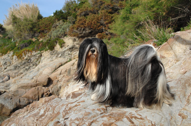 lhasa apso schwarz