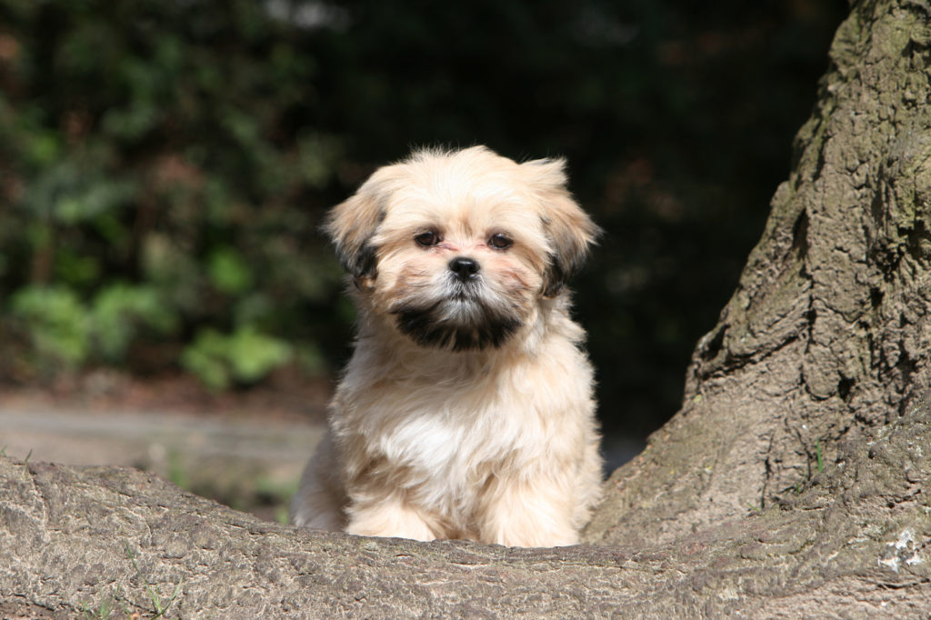 lhasa apso welpe