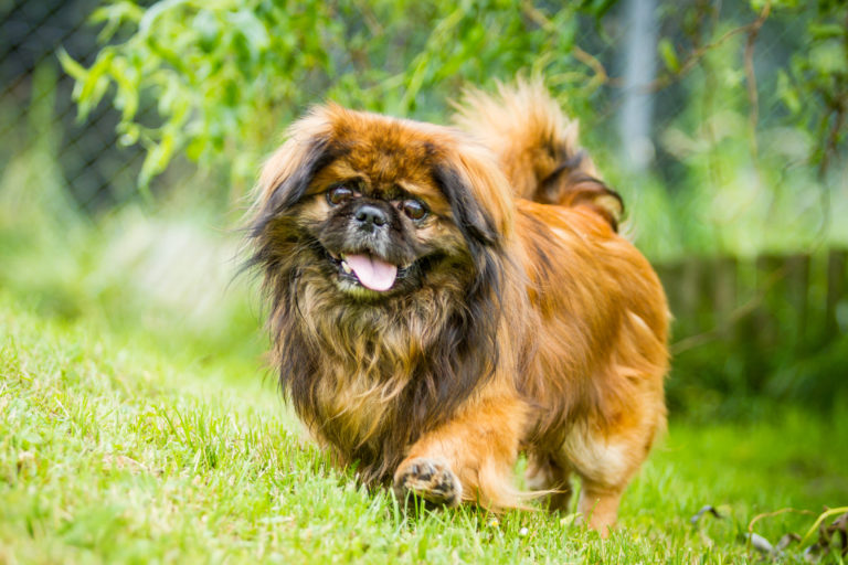 Pekingese