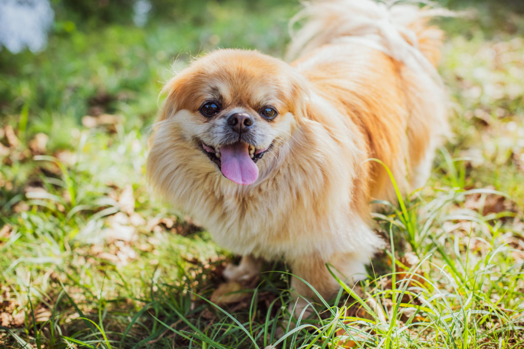 pekingese im grass