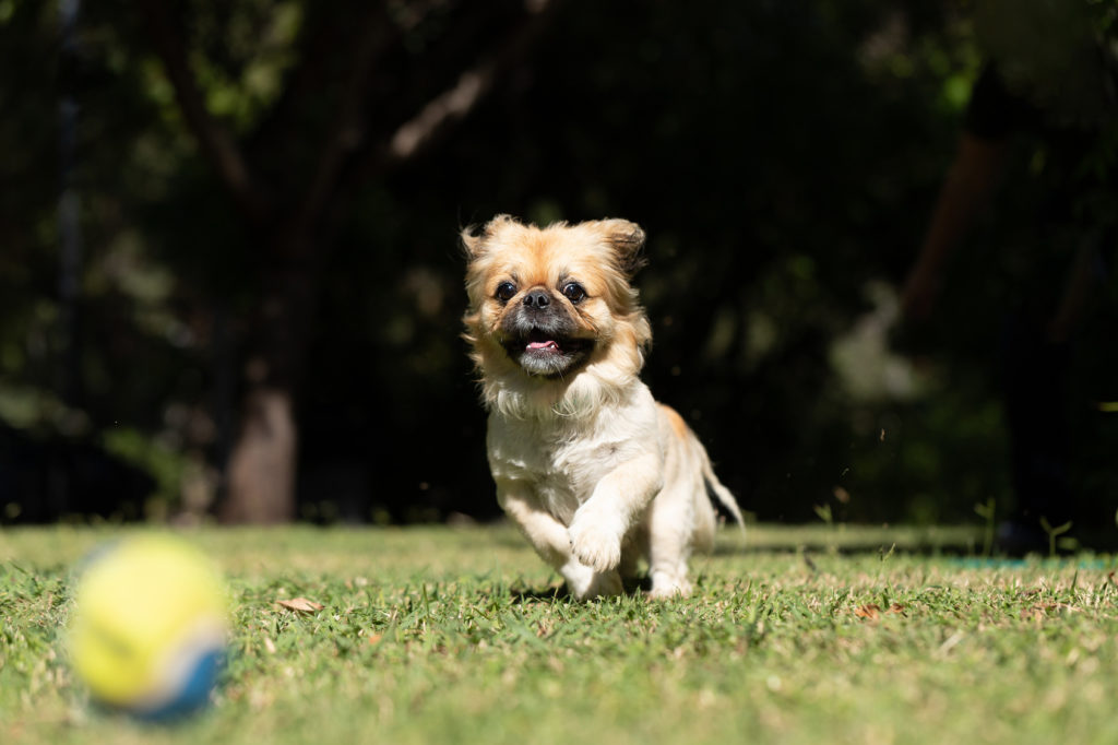 pekingese welpe spielt mit ball