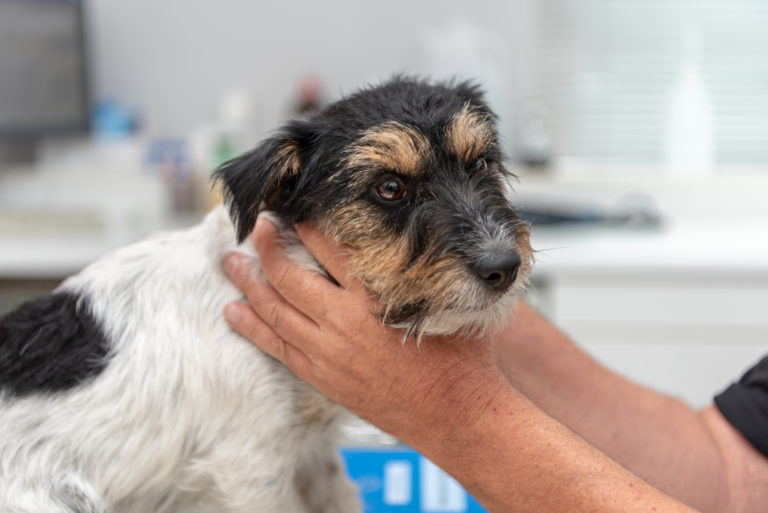Tierarzt untersucht Schilddrüsenunterfunktion beim Hund
