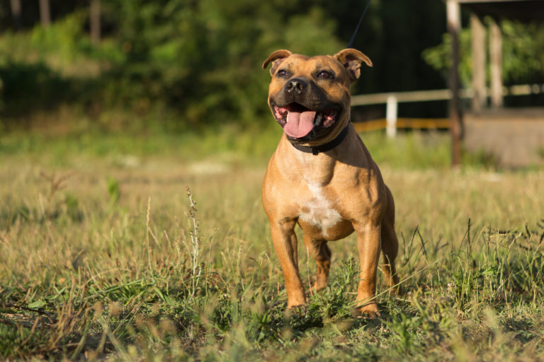 staffordshire bullterrier