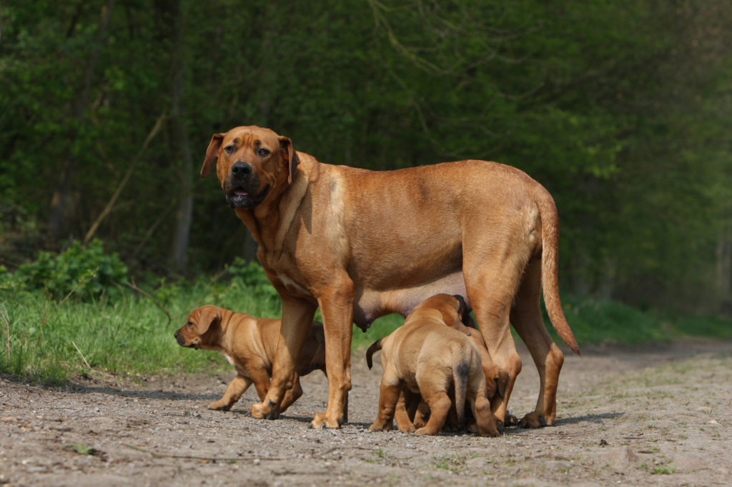 tosa inu mutter mit welpen