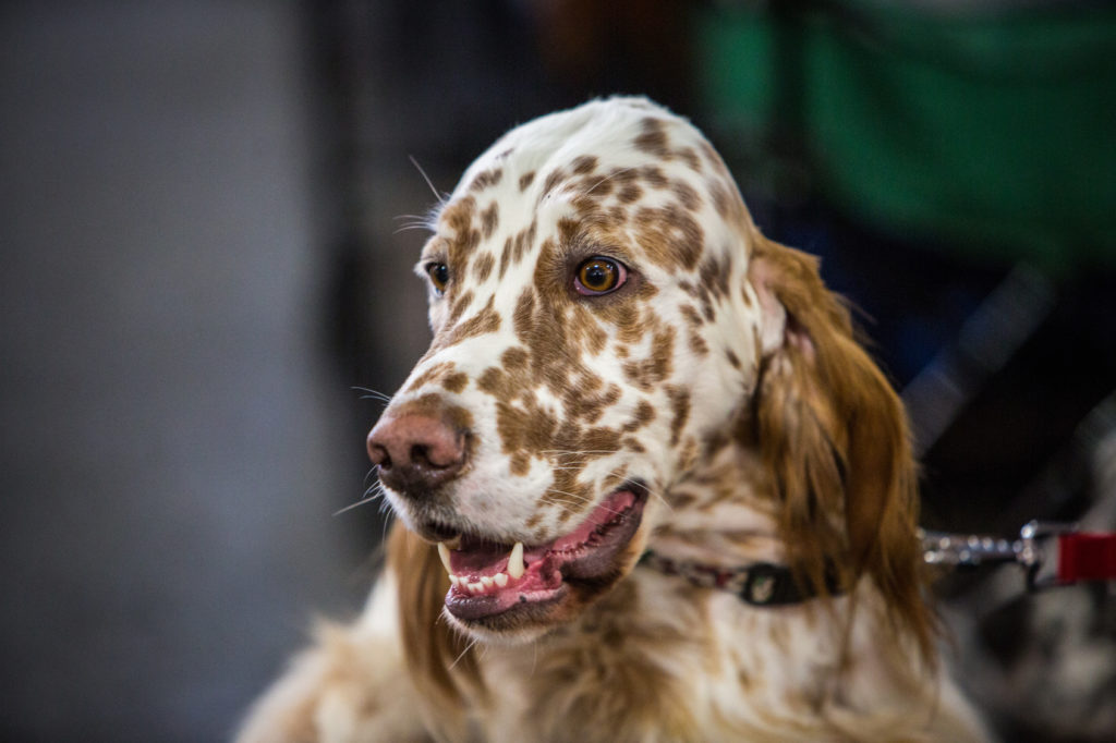 weiß und braun english setter