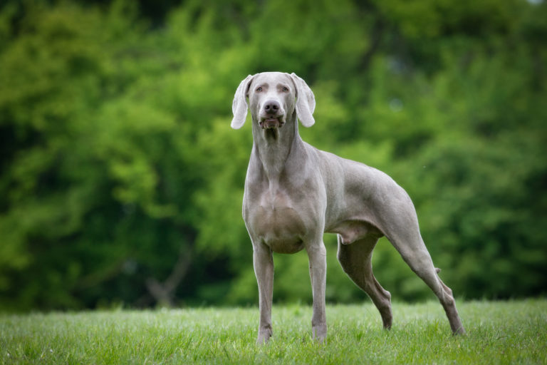 weimaraner hund auf wiese vor bäumen