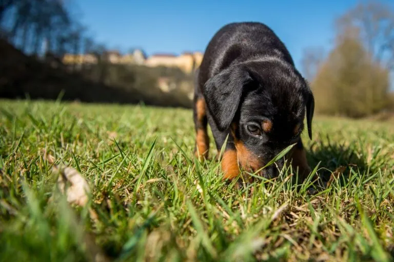 Giardien Hund
