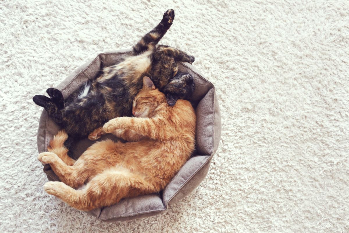Zwei Katzen im Katzenbett