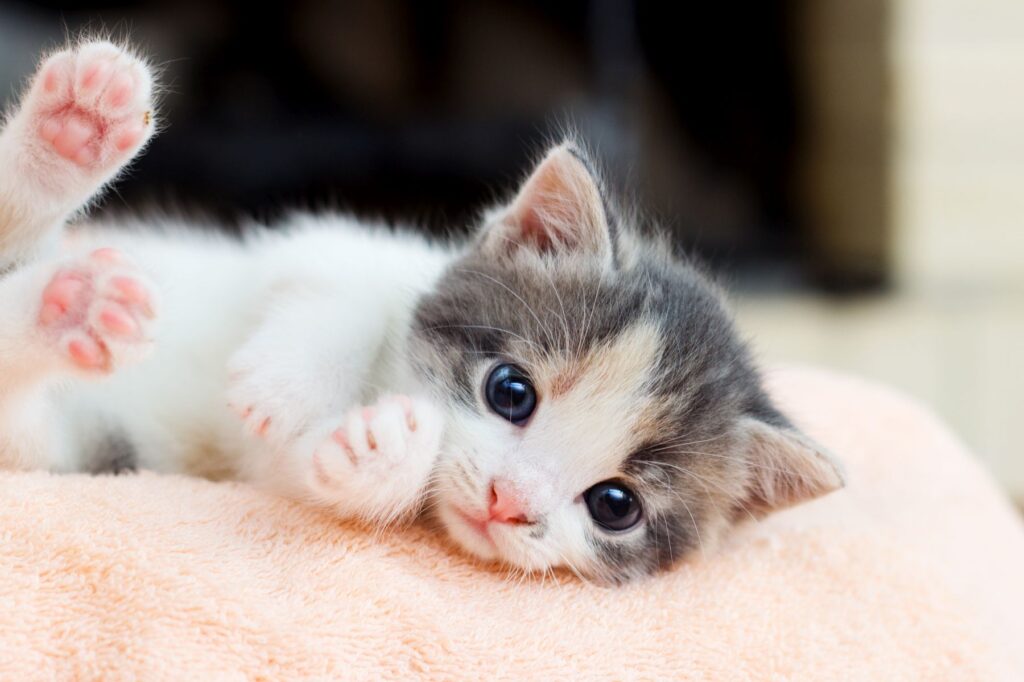 Katzen eingewoehnen mit Kuscheldecke