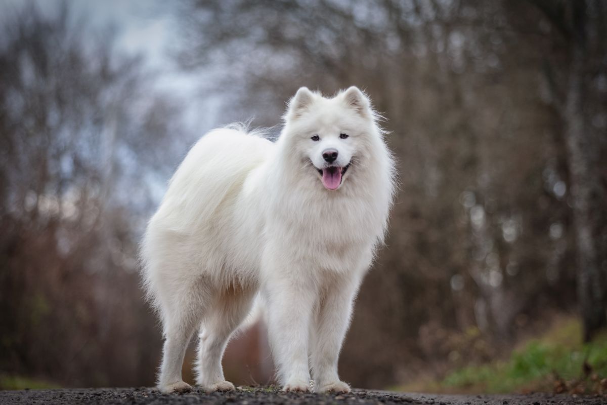 Samoyed hat hotsell