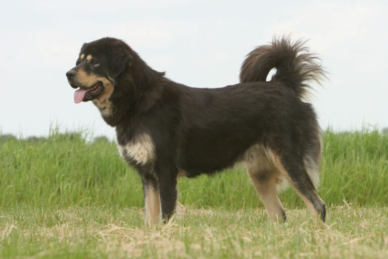 Tibetan Mastiff