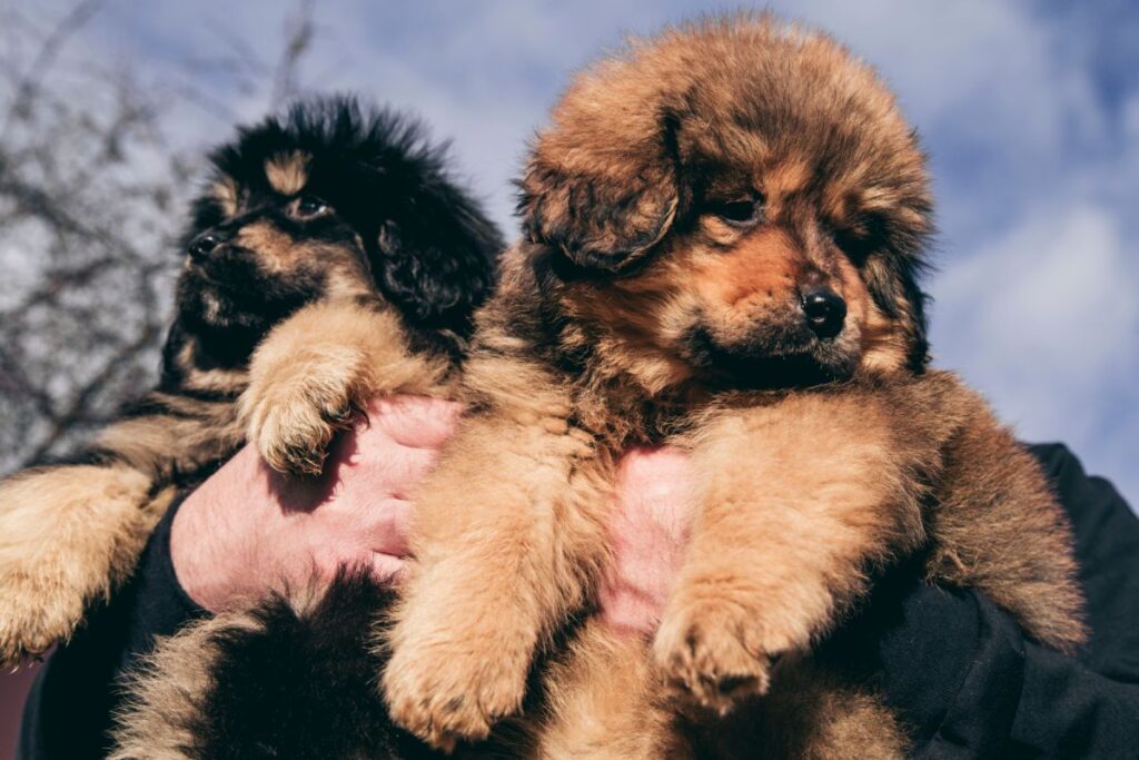 Tibetan Mastiff Welpen