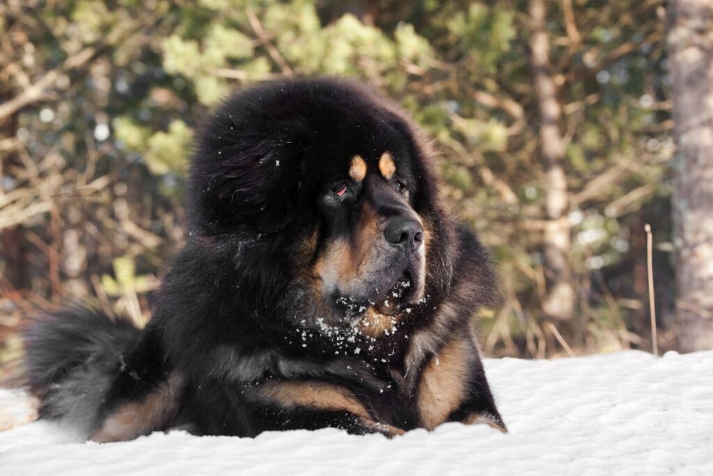 Tibetan Mastiff Statussymbol