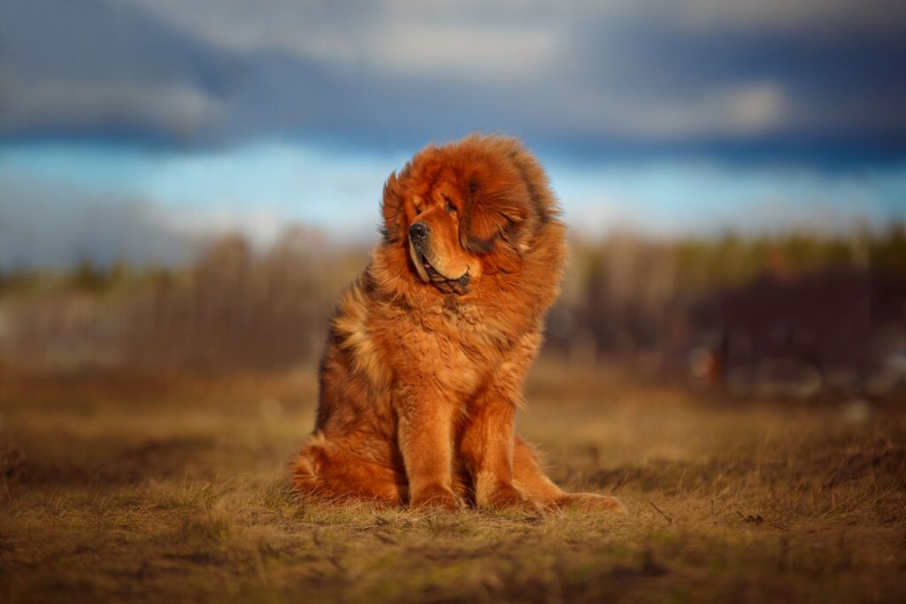 Tibetan Mastiff orange