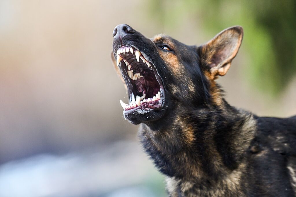 agrressiver Hund mit Tollwut agressiver tollwütiger Hund