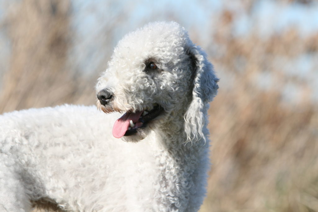 bedlington terrier weiß