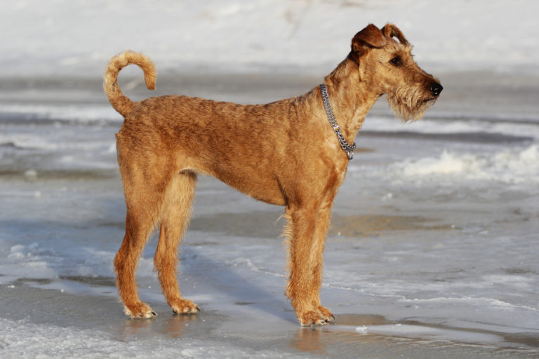 irish terrier