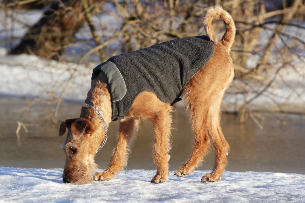 irish terrier im schnee