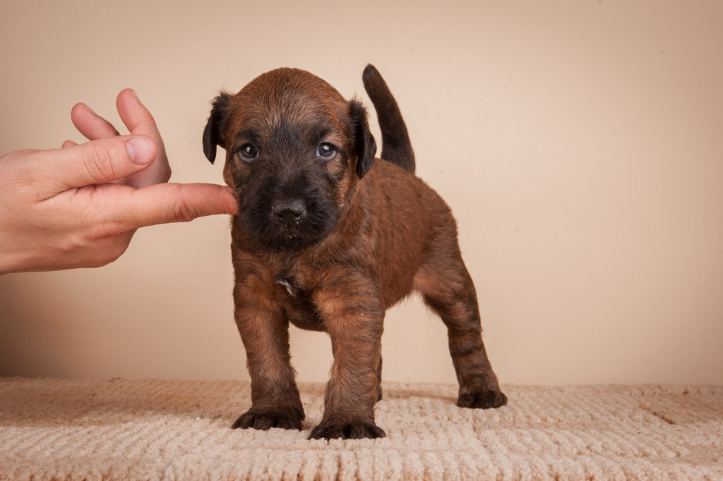 irish terrier welpe