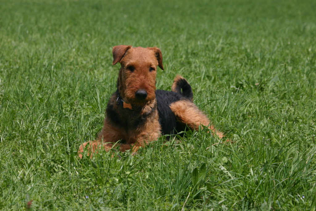 junge welsh terrier