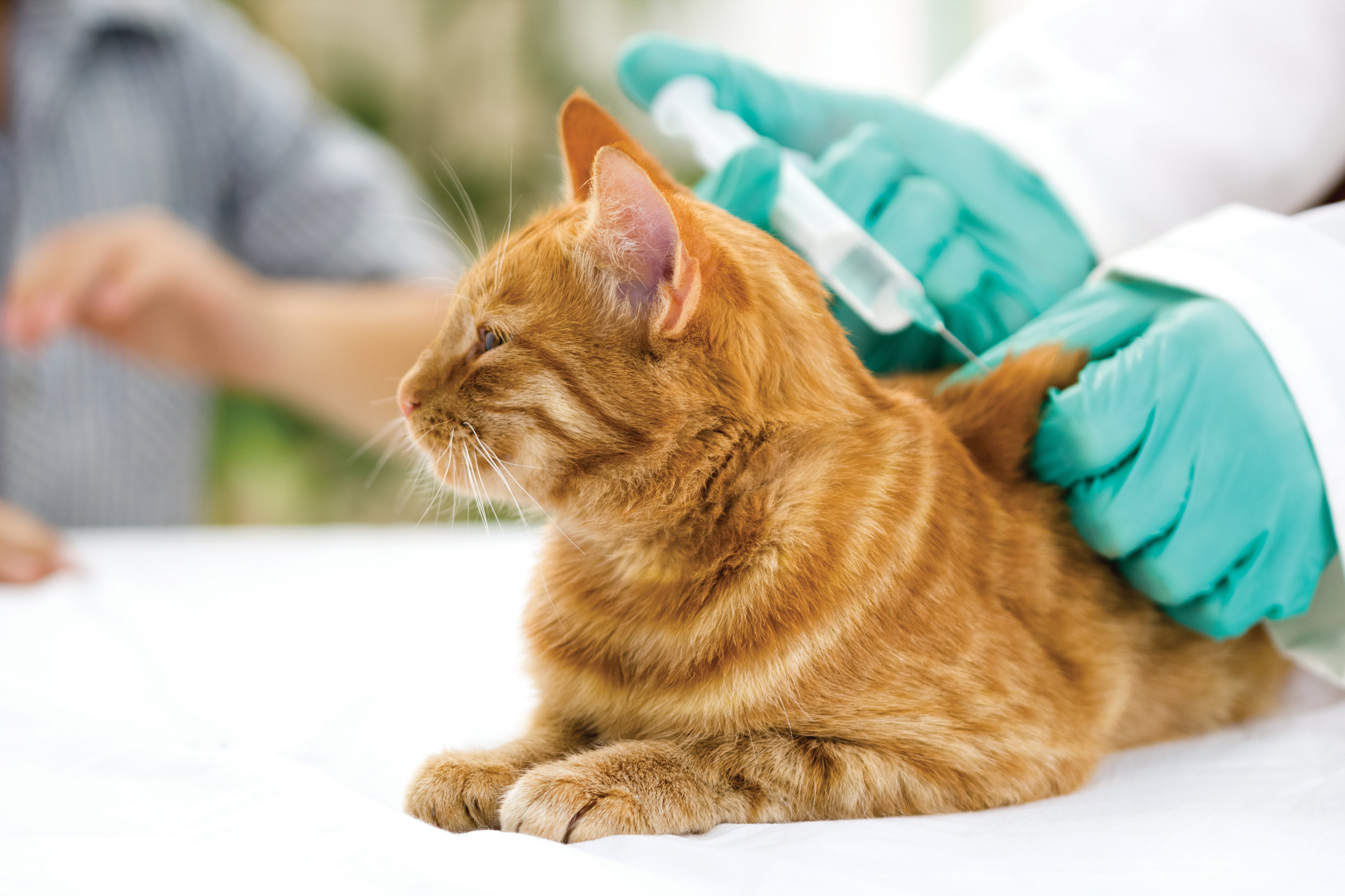 Erste Impfung Katzen Welpen