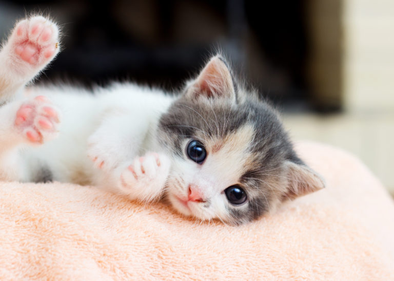 kitten eingewöhnen kitten eingewöhnen