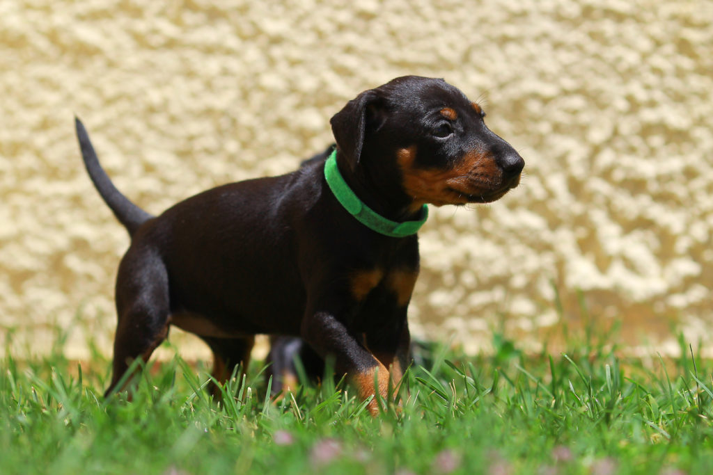 manchester terrier welpe