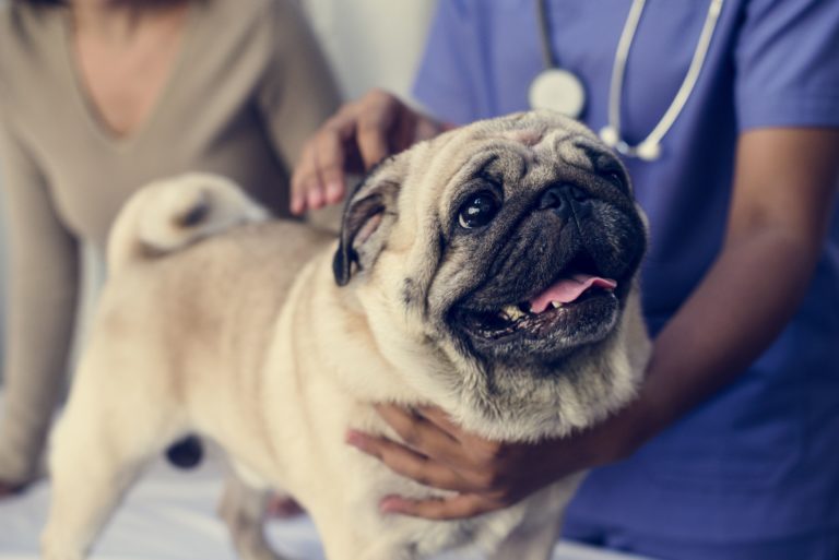 Hund wird vom Tierarzt untersucht