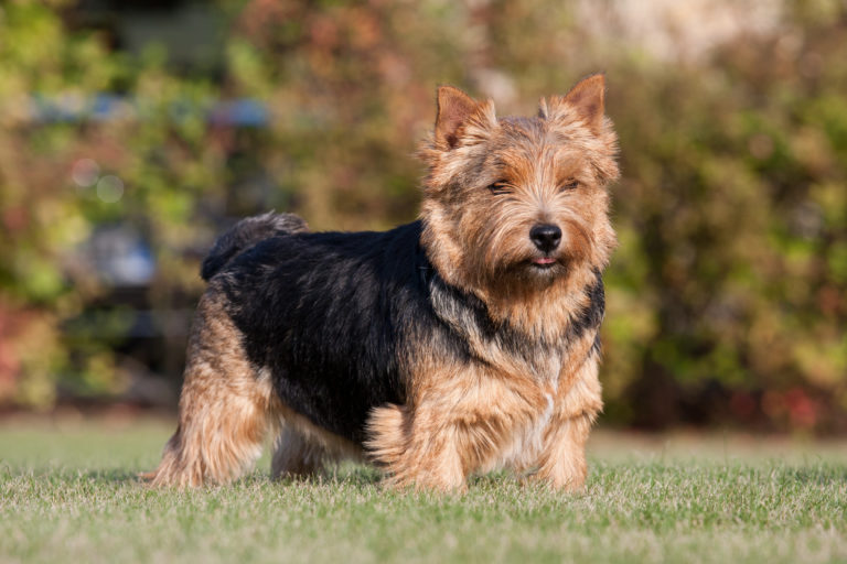 snatch Slutning Til fods Norwich Terrier (Hund) Charakter, Haltung & Pflege | zooplus