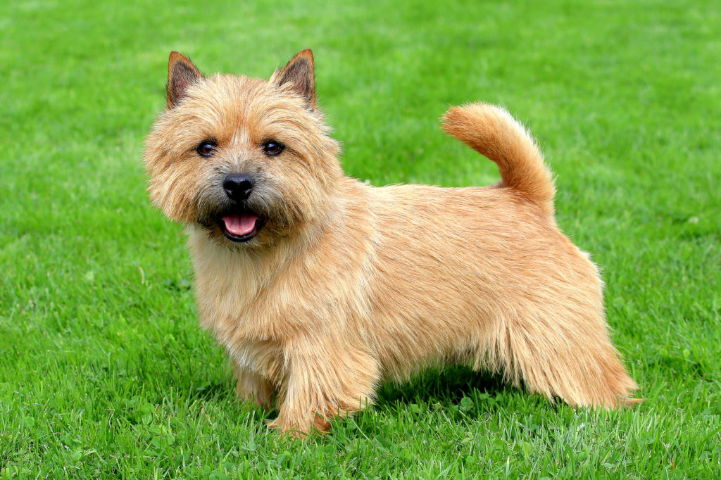 We did not find results for: Norwich Terrier Schäferhund Mix - Norwich Terrier Hund Charakter Haltung Pflege Zooplus